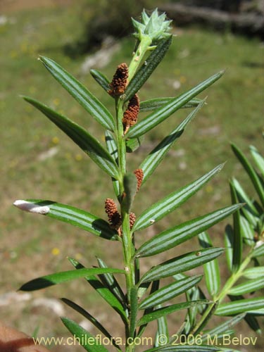 Image of Saxegothaea conspicua (Mañío hembra / Mañío de hojas cortas). Click to enlarge parts of image.